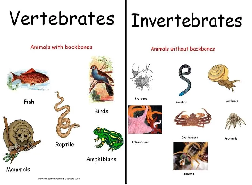 Oviparos e viviparos - Imagui