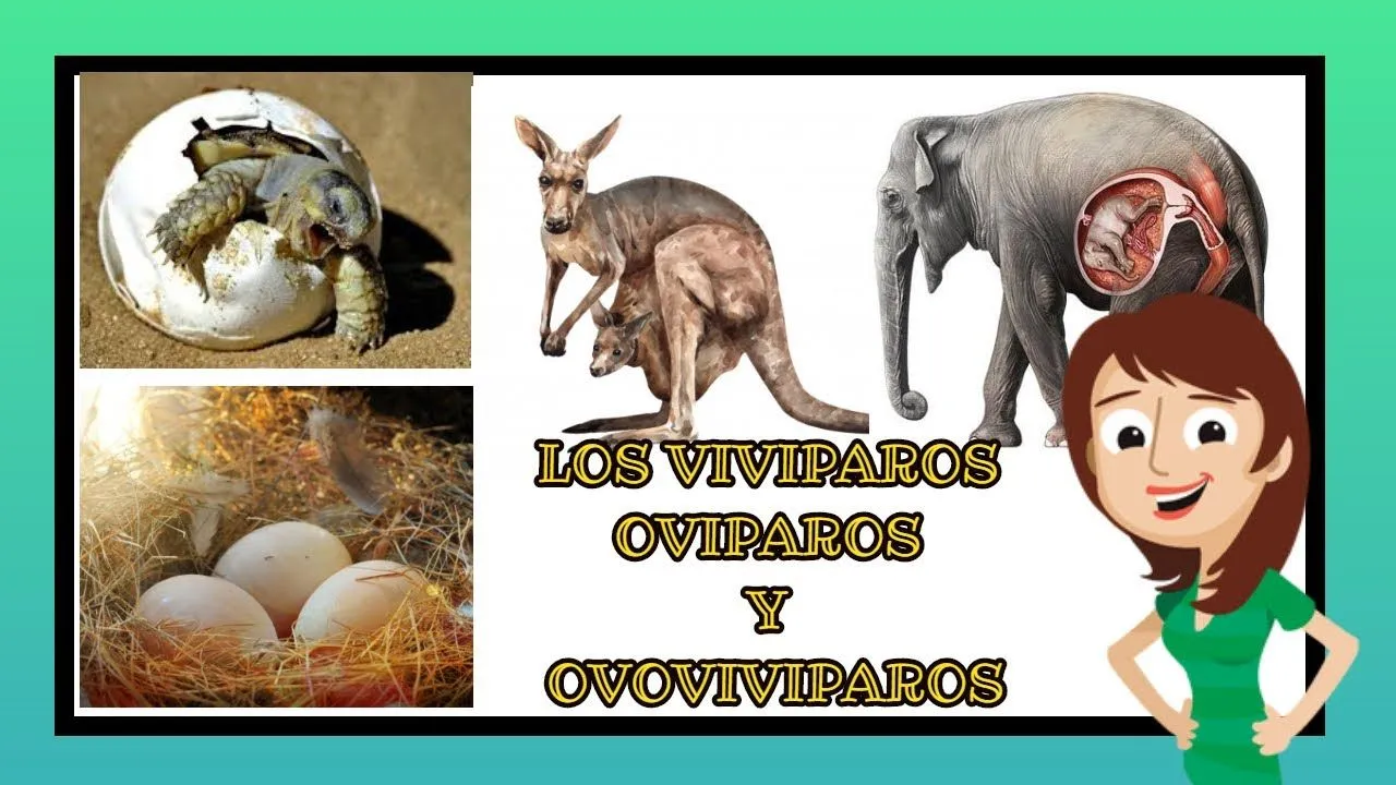 vivíparos ,ovíparos y ovoviviparos /video educativos para niños - YouTube