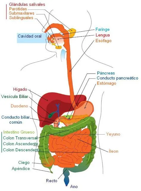 Sistema digestivo para dibujar y sus partes - Imagui