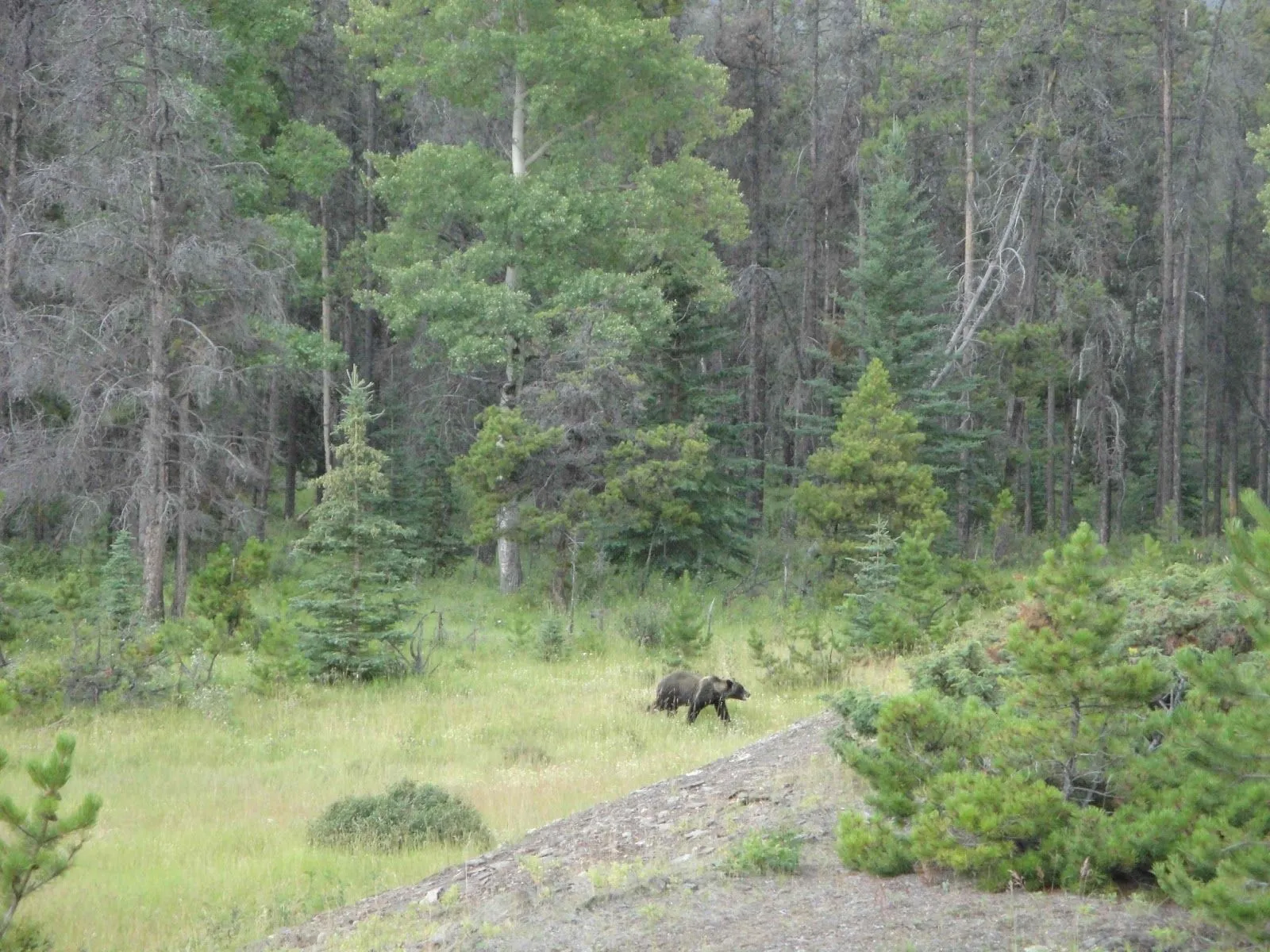 vivirconfiados: Canadá: Los bosques de coníferas de Alberta ...