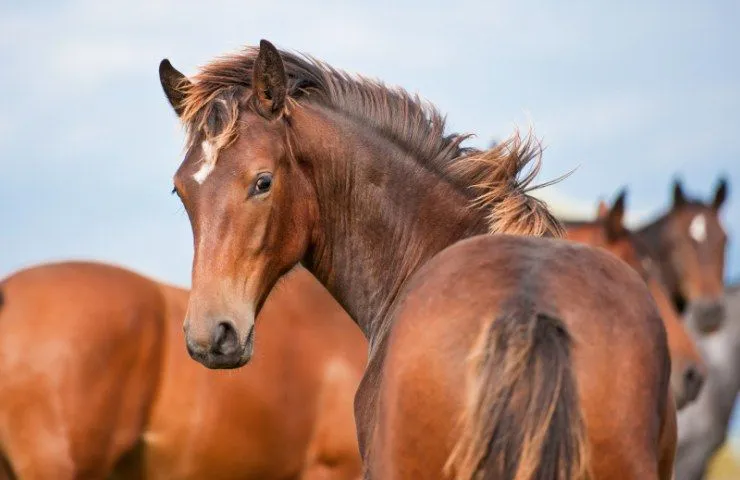 Voluntariado: caballos y niños discapacitados | Voluntariado ... Voluntariado: caballos y niños discapacitados | Voluntariado ...