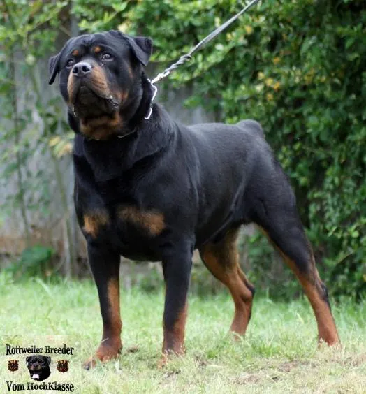 Vom HochKlasse | Criadero De Rottweilers | Rottweiler Breeder Mexico