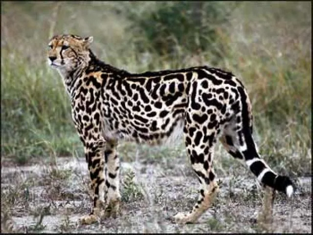 EL ANIMAL INVISIBLE: -Un único león verdadero y tres gatos con motas. EL ANIMAL INVISIBLE: -Un único león verdadero y tres gatos con motas.