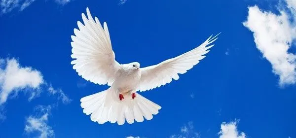 DIARIO DE UNA PALOMA | Shurya.com