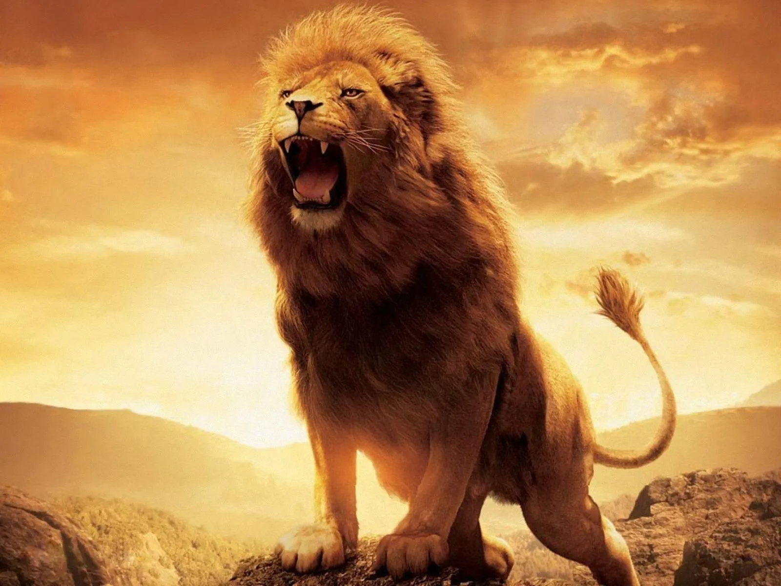 Wallpapers HD leones - Imagui