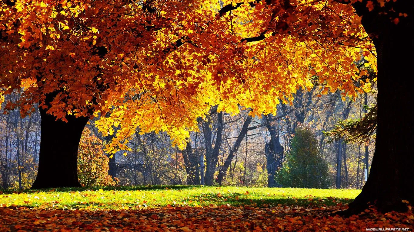 wallpaper: 1376 X 768 Hd Wallpapers
