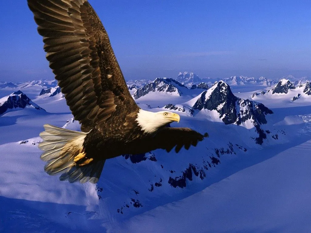 Wallpaper Aguila Real Wallpapers | Wallpaper HD Wallpaper Aguila Real Wallpapers | Wallpaper HD