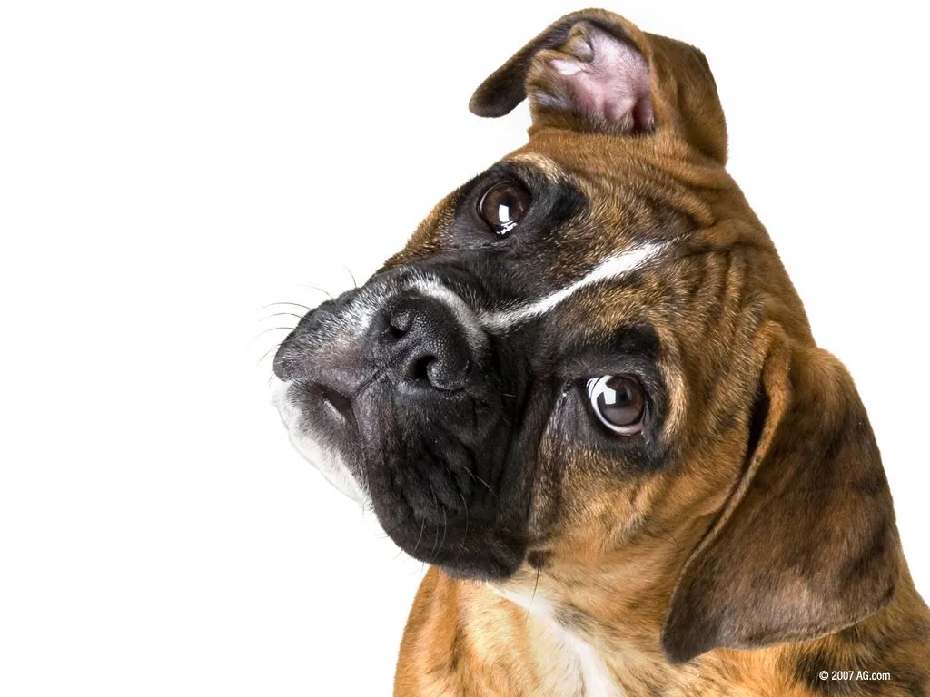 wallpaper de animales - perro boxer
