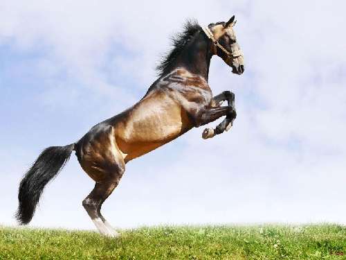 Wallpaper de caballos en tu pc | Software, utilidades, temas para ...