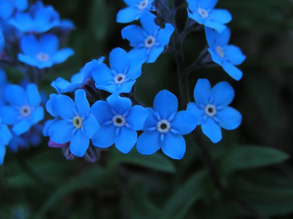 Wallpaper De Flores Azules