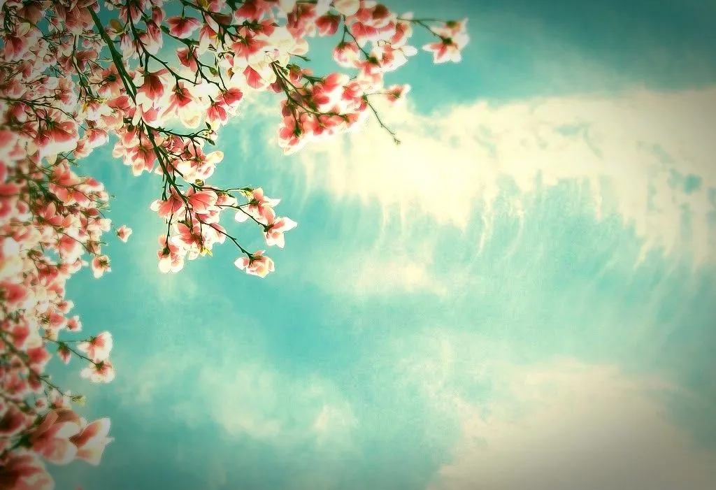 wallpaper-flores-do-ceu-4922b.jpg wallpaper-flores-do-ceu-4922b.jpg