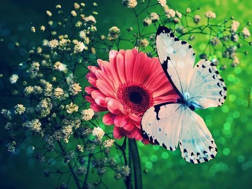 wallpaper flores vintage hd - Buscar con Google | Photography ... wallpaper flores vintage hd - Buscar con Google | Photography ...