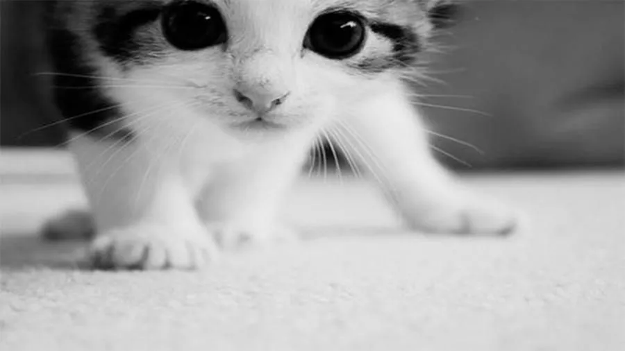 Gatitos wallpaper - Imagui