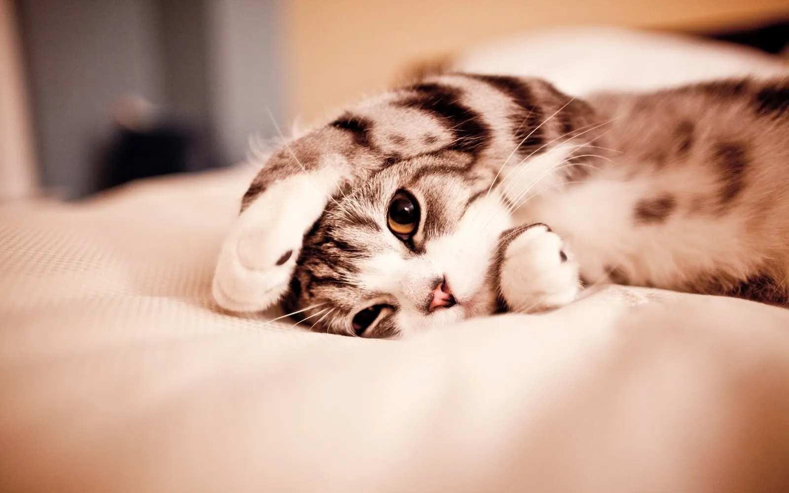 Wallpaper de un Gatito en la Cama | Wallpaper - Fondo de Pantalla Wallpaper de un Gatito en la Cama | Wallpaper - Fondo de Pantalla