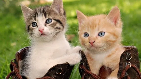 Wallpaper Gatos con Botas. - El fondo de escritorio perfecto está ... Wallpaper Gatos con Botas. - El fondo de escritorio perfecto está ...