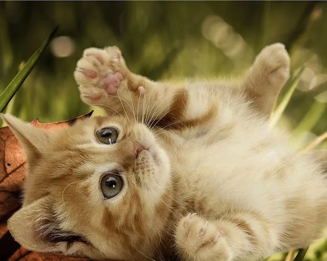 Wallpaper de gatos tiernos - Imagui