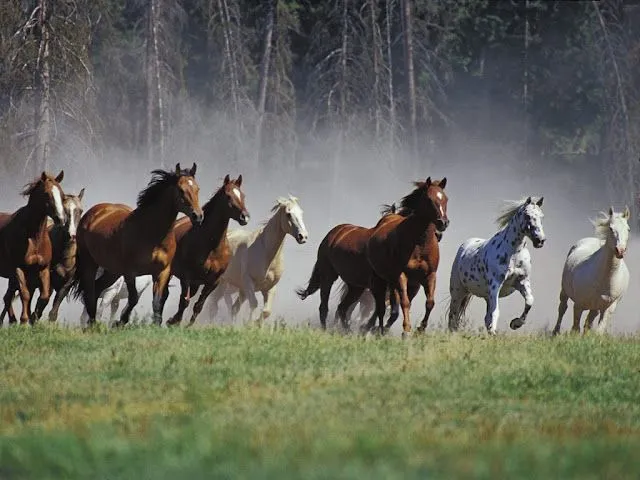 Wallpapers HD: Fondos de pantalla de Caballos - Varias ... Wallpapers HD: Fondos de pantalla de Caballos - Varias ...