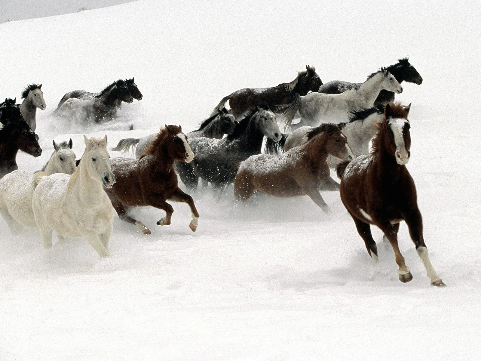 Wallpaper HD Caballos en la nieve