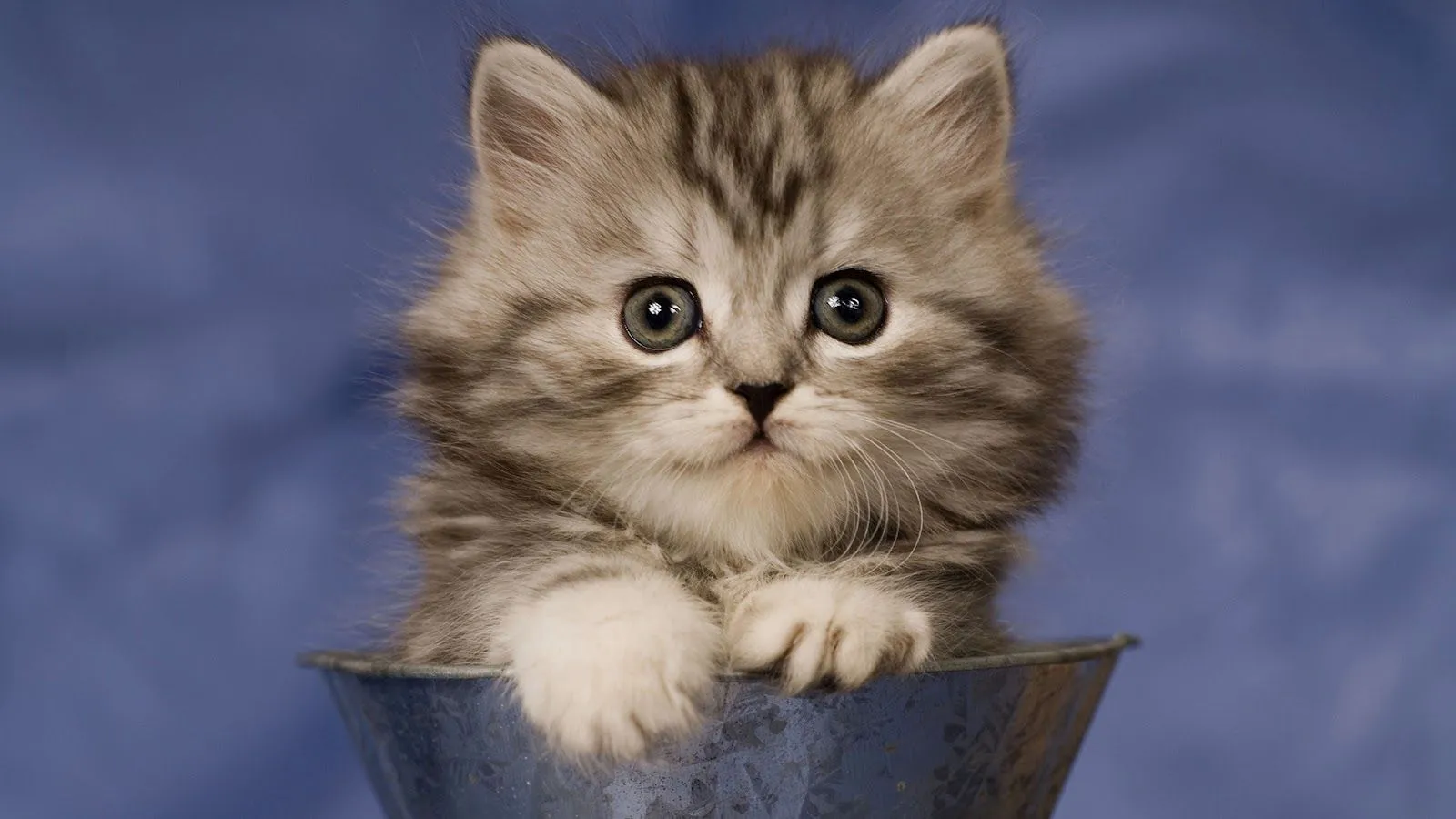 Wallpaper HD Gatito