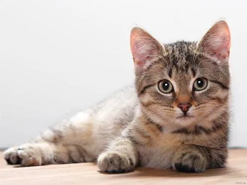 Gatos HD wallpaper - Imagui