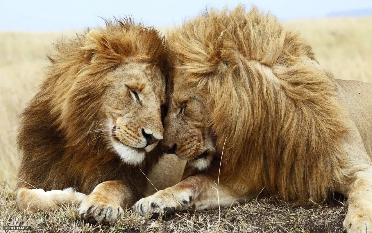 Wallpaper HD Lion Kings Wallpapers | Wallpaper HD Wallpaper HD Lion Kings Wallpapers | Wallpaper HD