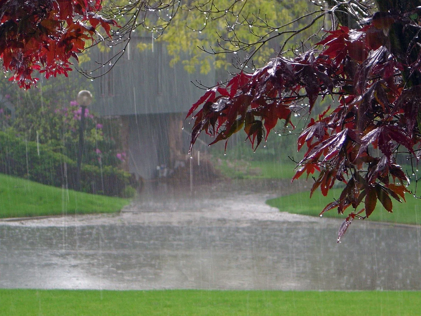 Wallpapers HD: Fondo lluvia sobre el parque