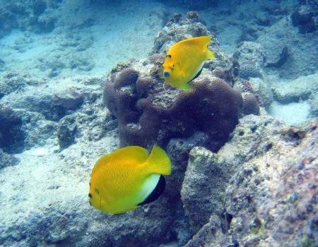 wallpaper hd peces - www.P1Q.eu - Funny Pics wallpaper hd peces - www.P1Q.eu - Funny Pics