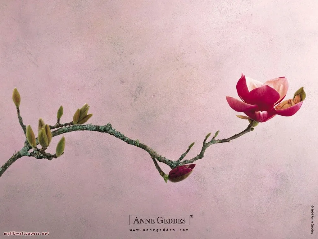 wallpaper: Hd Wallpaper Anne Geddes