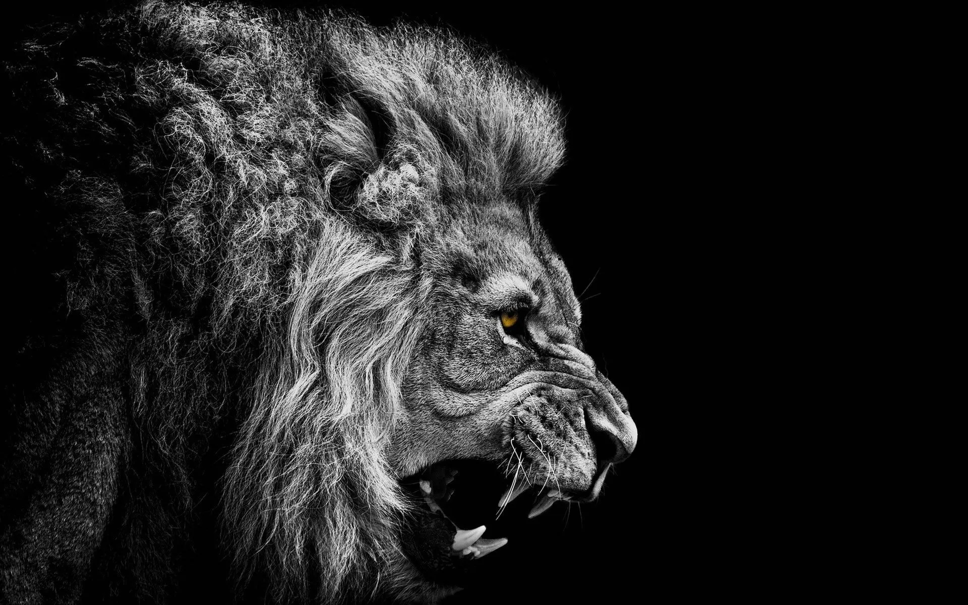 Wallpaper Gran León Rugiendo - Wallpapers - Wallpapers Wallpaper Gran León Rugiendo - Wallpapers - Wallpapers