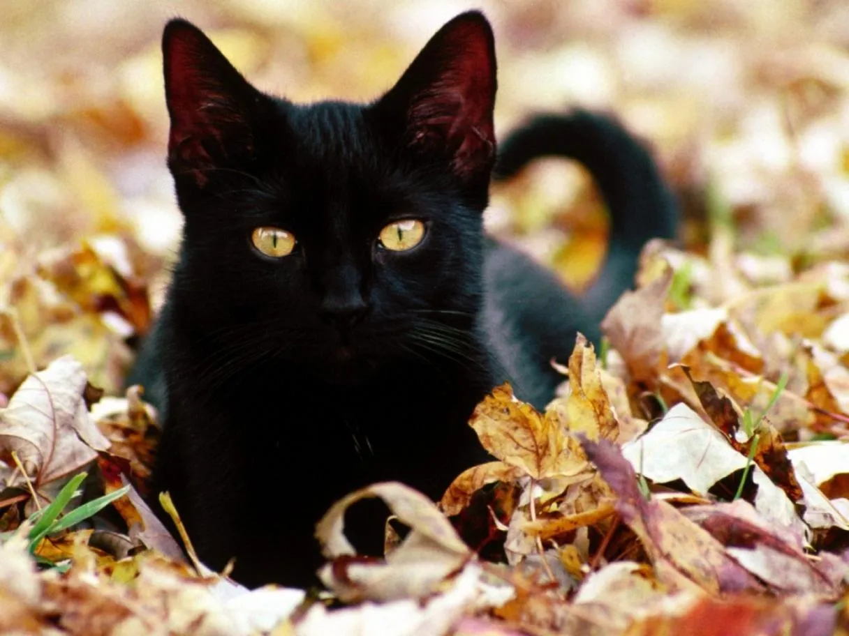 Wallpaper Oriental: Wallpaper de Gatos Negros / Black Cats Wallpaper Oriental: Wallpaper de Gatos Negros / Black Cats