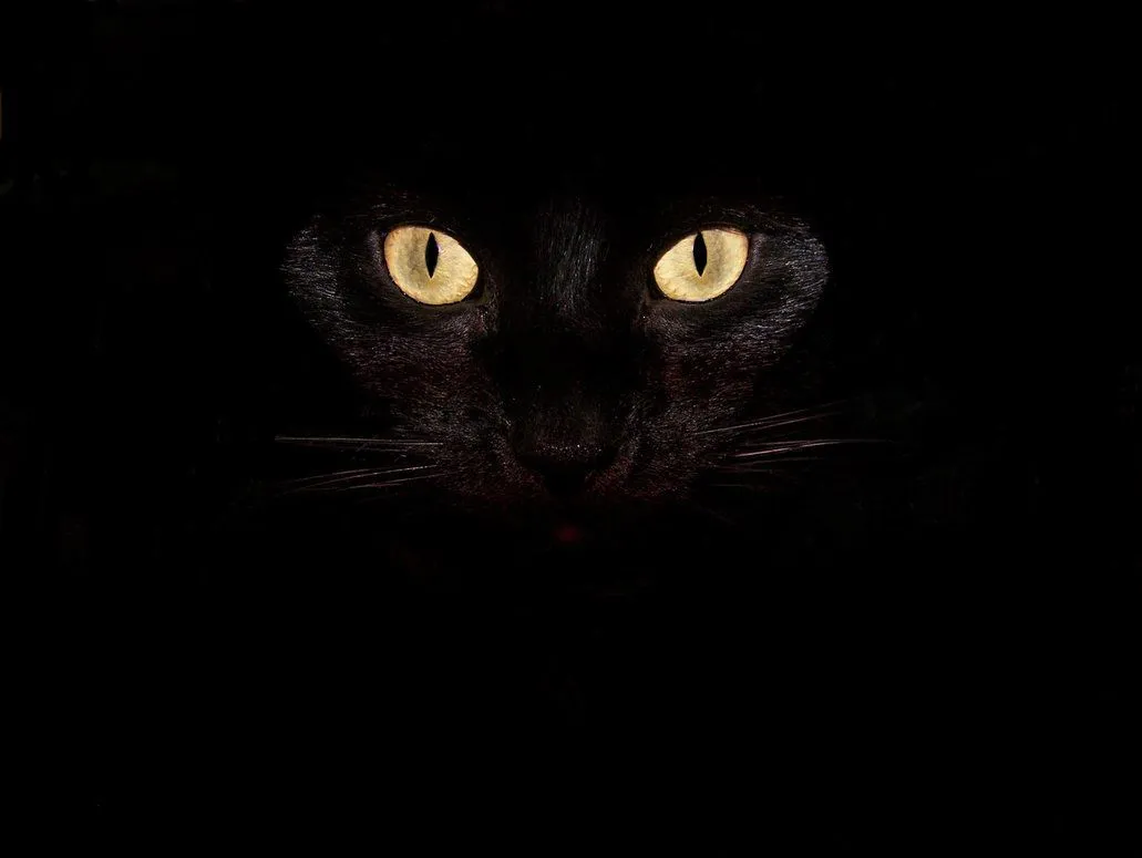 Wallpaper Oriental: Wallpaper de Gatos Negros / Black Cats