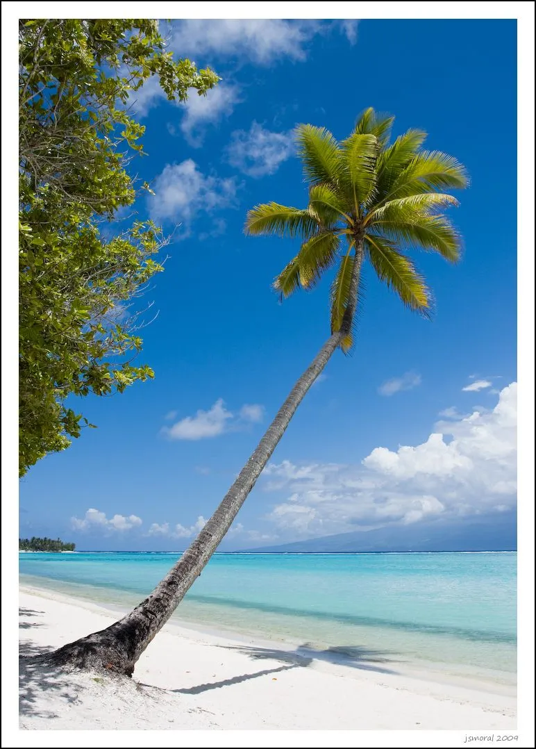Palmera en una playa de Moorea by jsmoral / © Some rights reserved. Palmera en una playa de Moorea by jsmoral / © Some rights reserved.