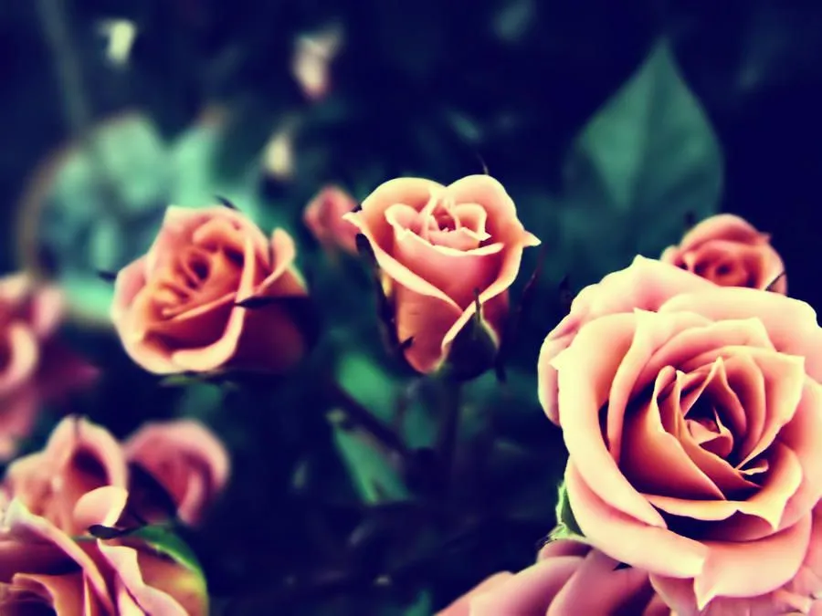 Wallpaper rosas by LoreEdition on DeviantArt Wallpaper rosas by LoreEdition on DeviantArt