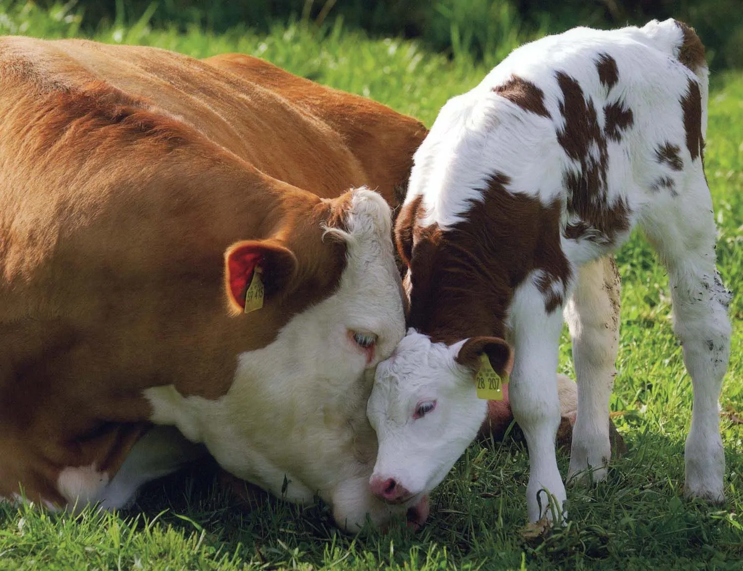 Wallpaper de Vacas - Taringa!