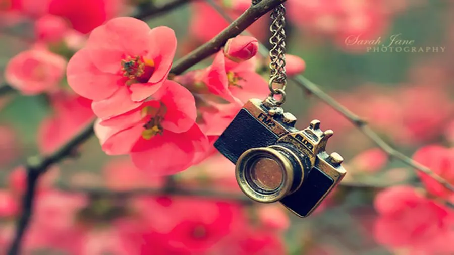 Flores.wallpaper - Imagui