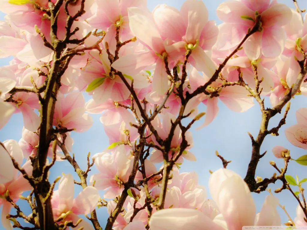 wallpapernarium: 1024x768