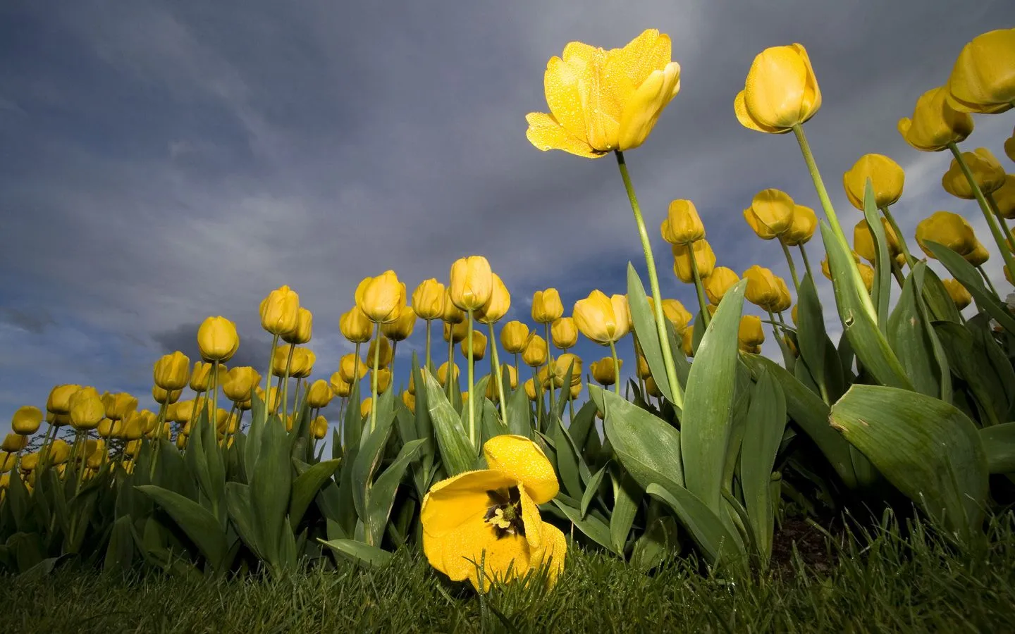 Bonitas flores color amarillo | wallpapernarium Bonitas flores color amarillo | wallpapernarium