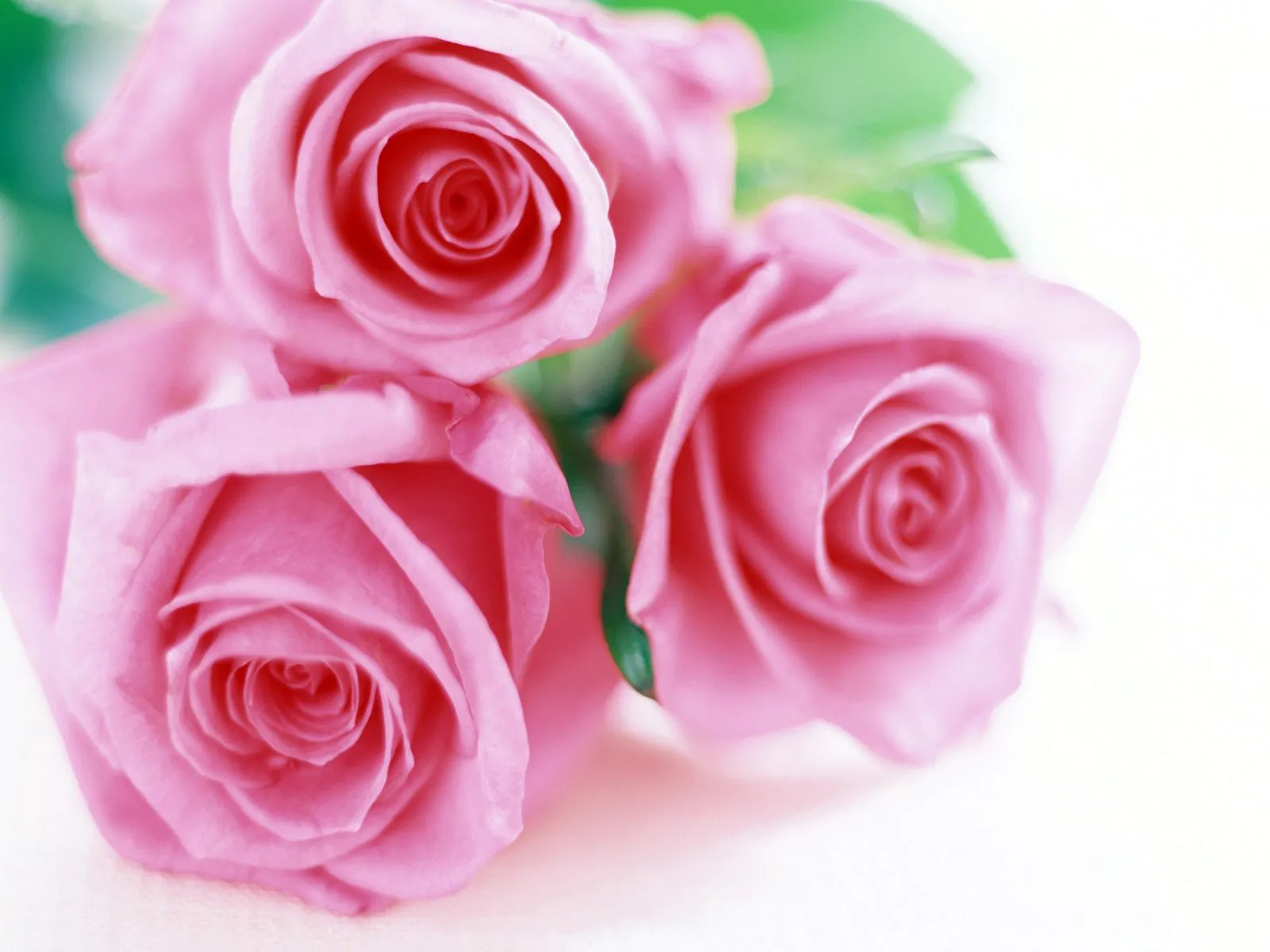 wallpapernarium: Tres bonitas rosas rosadas wallpapernarium: Tres bonitas rosas rosadas