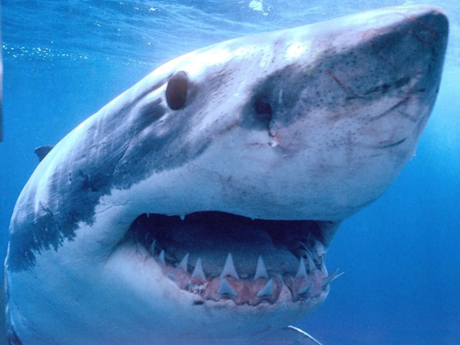 wallpapernarium: Cara de un tiburón