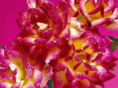 wallpapernarium: flores bellas.