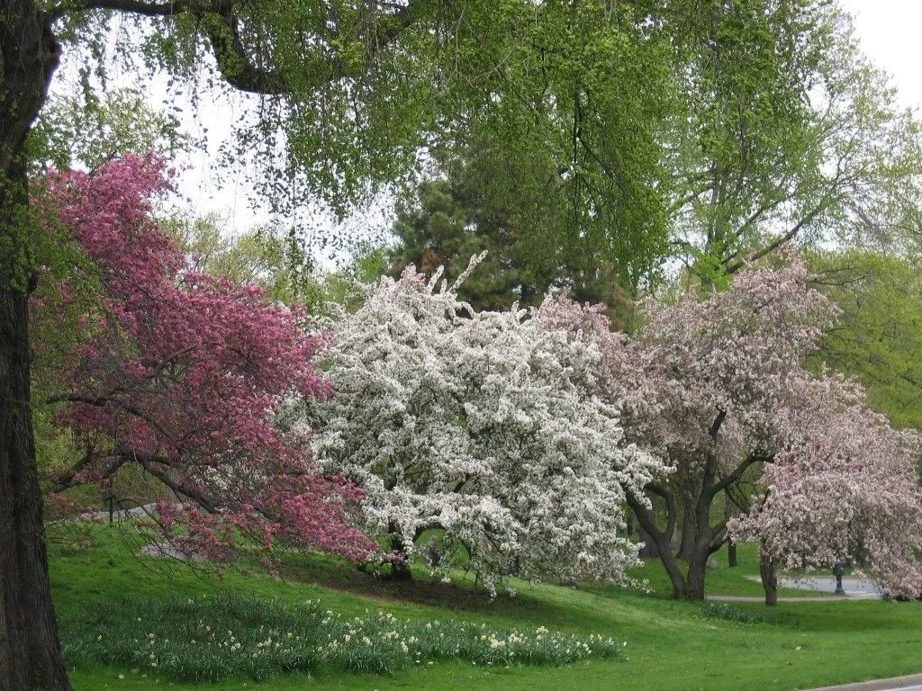 wallpapernarium: fondos de pantalla de la primavera wallpapernarium: fondos de pantalla de la primavera