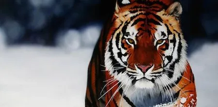 wallpapers-animales-1.jpg