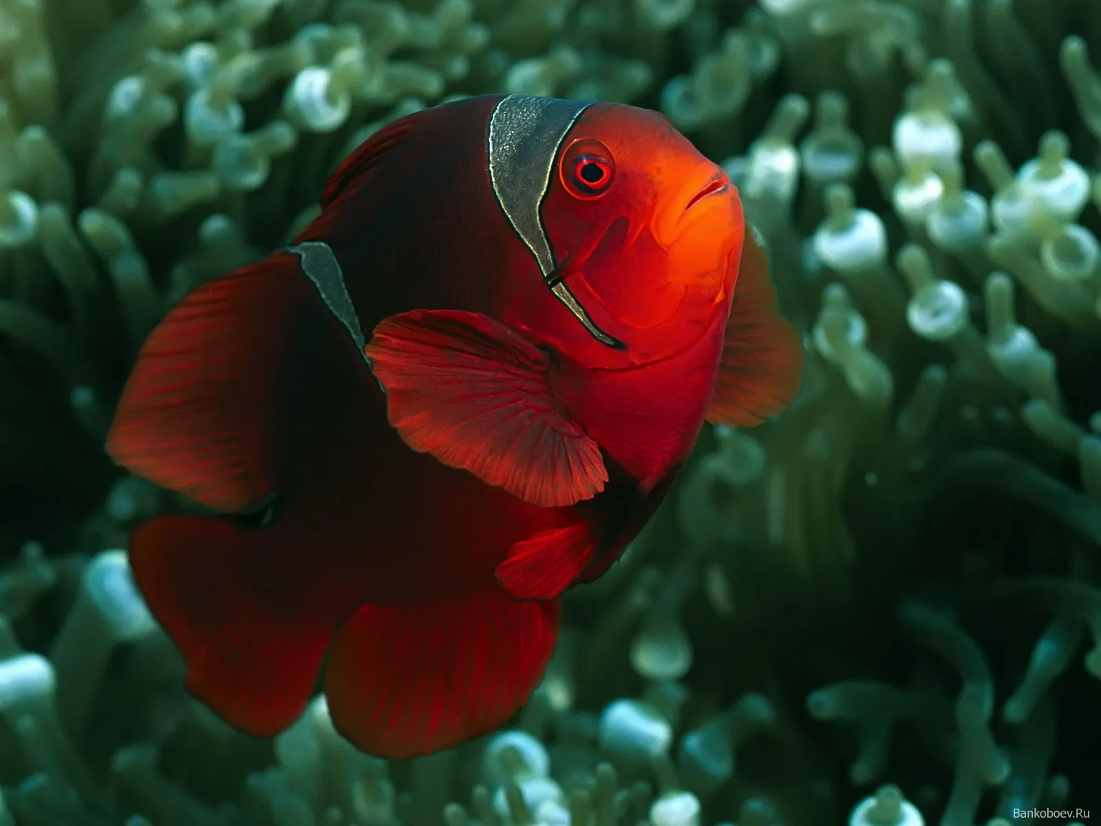 WALLPAPERS ANIMALES ACUATICOS | Photofusionvirtual WALLPAPERS ANIMALES ACUATICOS | Photofusionvirtual