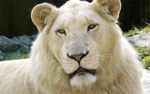 wallpapers de animales o insectos... - Taringa! wallpapers de animales o insectos... - Taringa!