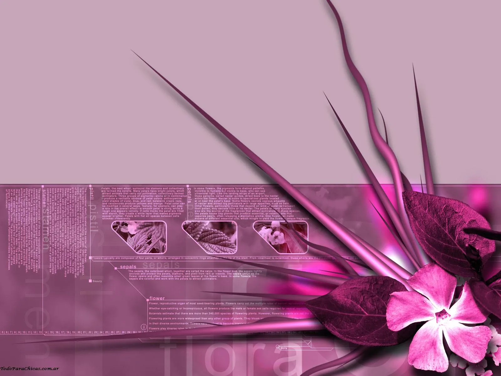 Wallpapers Femeninos Gratis - wallpaper animal hd Wallpapers Femeninos Gratis - wallpaper animal hd