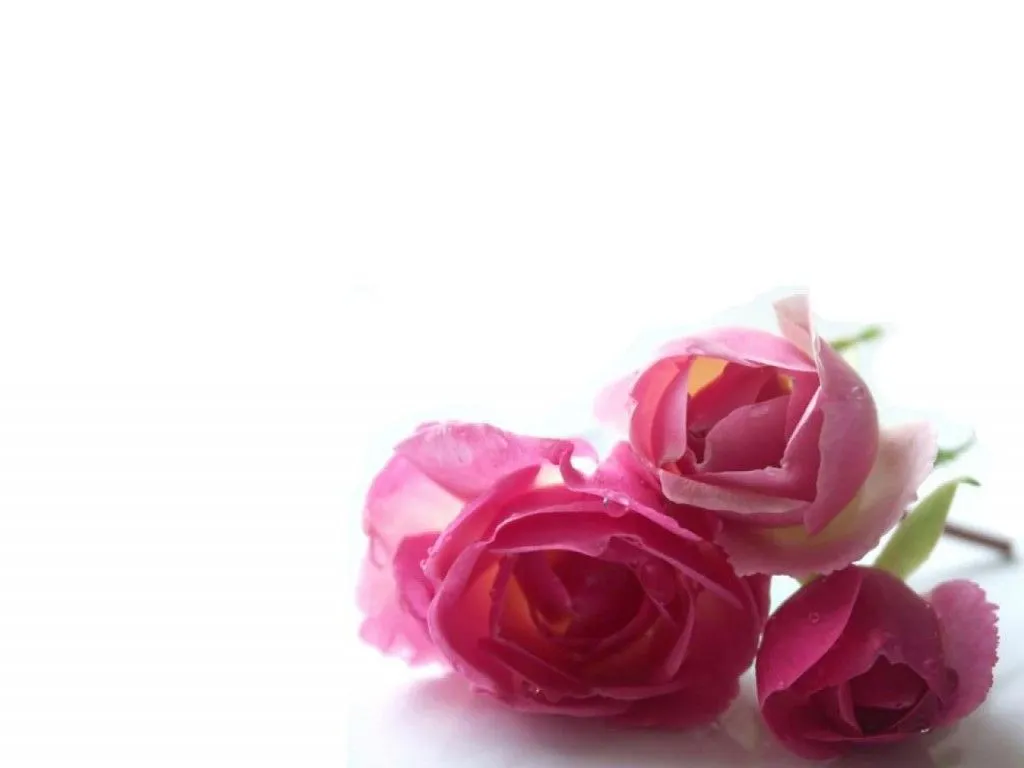 ... wallpapers de flores muy hermosas para usar como fondo de pantalla ... wallpapers de flores muy hermosas para usar como fondo de pantalla