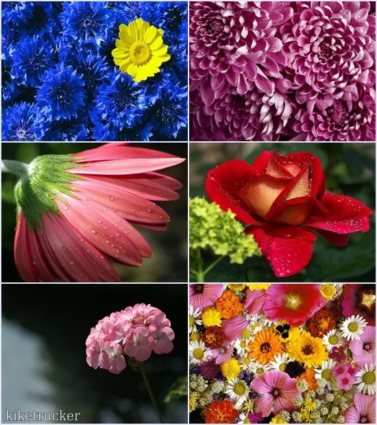 AccionglobalXSoft: Wallpapers flores multicolor HD - Pack 2 AccionglobalXSoft: Wallpapers flores multicolor HD - Pack 2