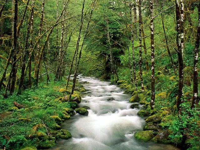 Wallpapers HD: Bosques - Naturaleza (08) Wallpapers (Fondo de ... Wallpapers HD: Bosques - Naturaleza (08) Wallpapers (Fondo de ...