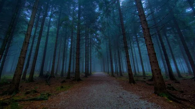 Wallpapers HD: 47 Wallpapers de Arboles, naturaleza - Fondos de ... Wallpapers HD: 47 Wallpapers de Arboles, naturaleza - Fondos de ...