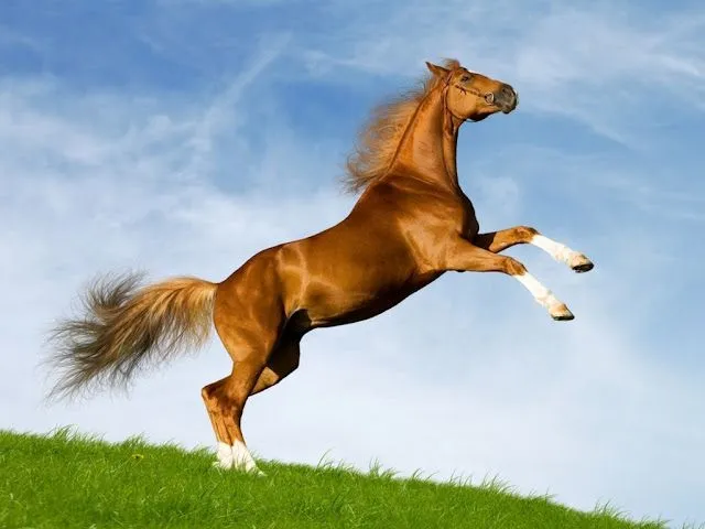 Wallpapers HD: Fondos de pantalla de Caballos - Varias ... Wallpapers HD: Fondos de pantalla de Caballos - Varias ...